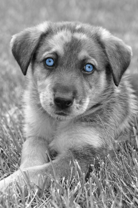 Little Miss Blue Eyes