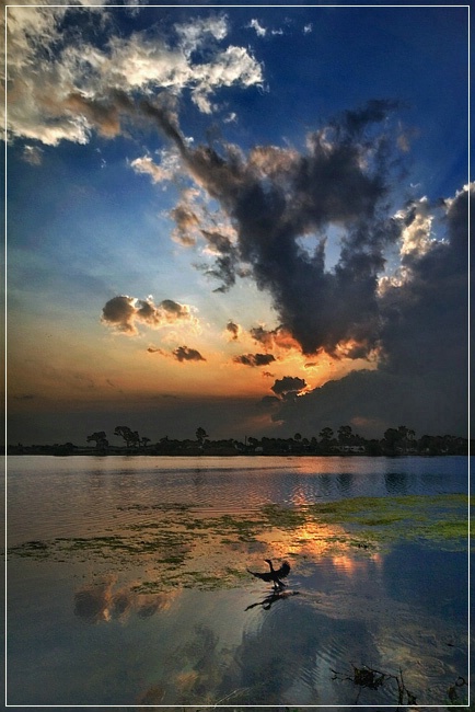 Two Anhingas