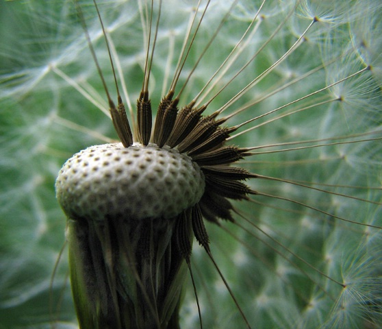 Dandelion Ballet