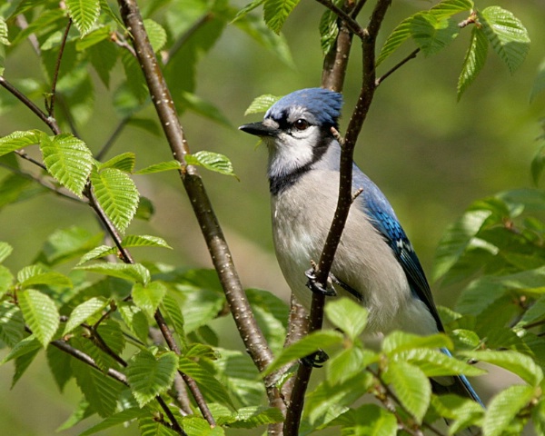 Spring Jay