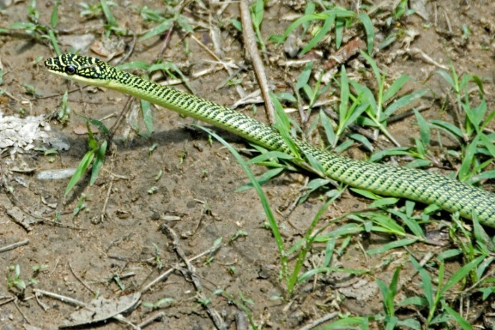 Green Snake, Siem Riep, Cambodia