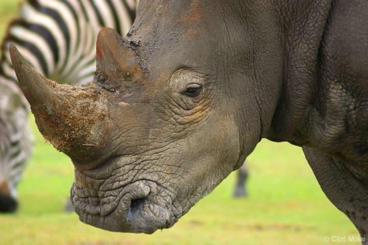 the rhino, strength and beauty