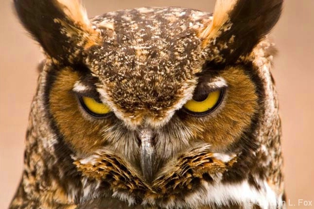Great Horned Owl - close up