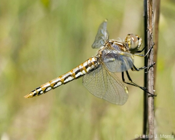 Dragonfly Portrait - ID: 3882963 © Leslie J. Morris