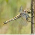 © Leslie J. Morris PhotoID # 3882963: Dragonfly Portrait