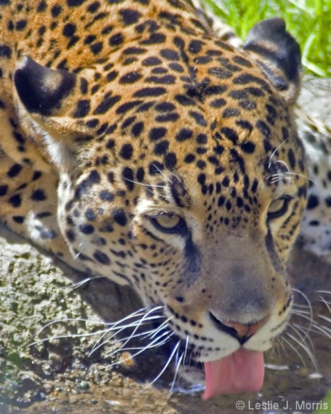 Lapping Leopard - ID: 3882985 © Leslie J. Morris