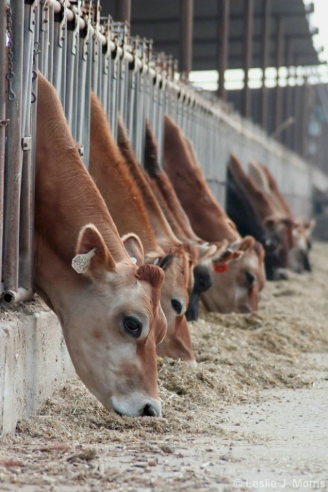 Dairy Cows in a row - ID: 3882991 © Leslie J. Morris