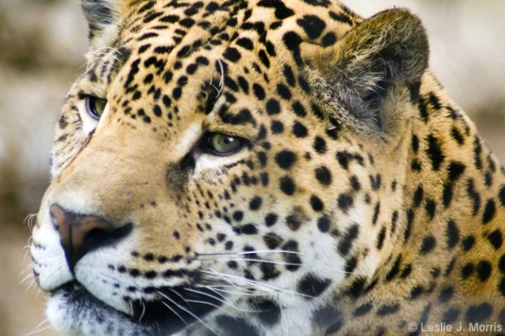 Jaguar Portrait - ID: 3883010 © Leslie J. Morris