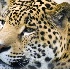 © Leslie J. Morris PhotoID # 3883010: Jaguar Portrait