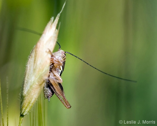 Tiny Grasshopper - ID: 3883060 © Leslie J. Morris