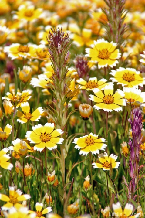 Yellow Wildflowers in Bear Valley California - ID: 3883071 © Leslie J. Morris