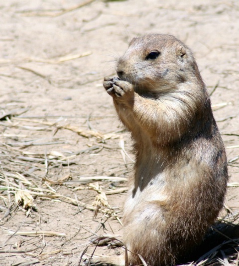 Black tailed Prarie dog 