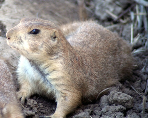 Alert Prarie Dog