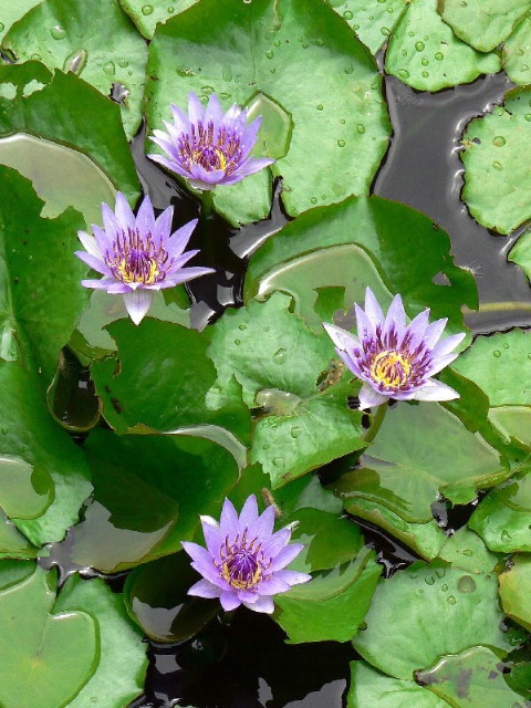 Waterlilies