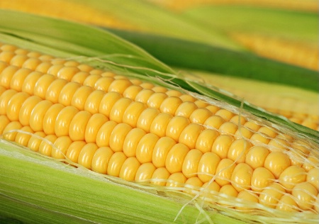 Yellow Corn