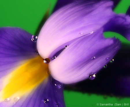 Water Jewels on an Iris