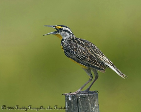 Eastern Meadowlark In Song ( ll )