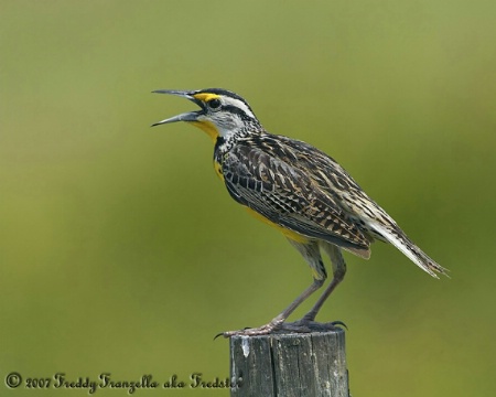 Eastern Meadowlark In Song ( ll )