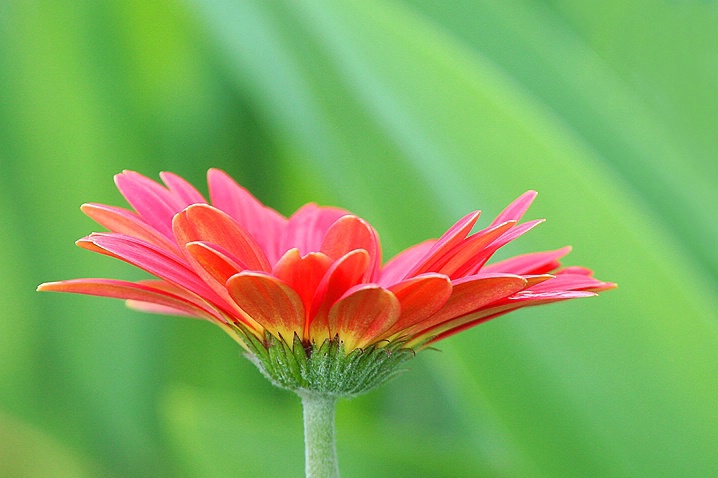 Gerbera Daisy - ID: 3890420 © Janine Russell