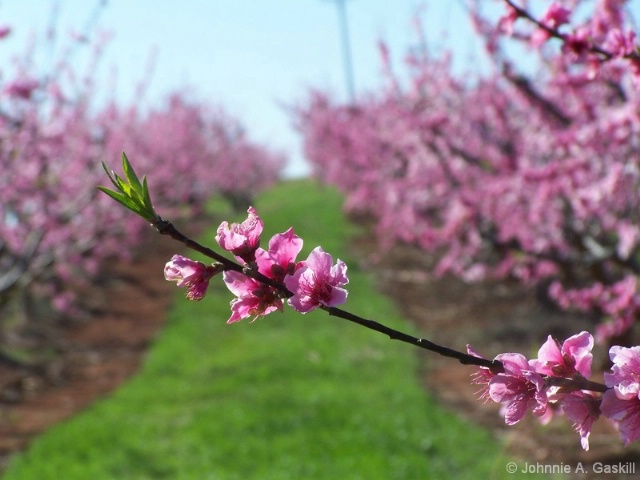 100_1504--"Peach Orchard in Full Bloom"