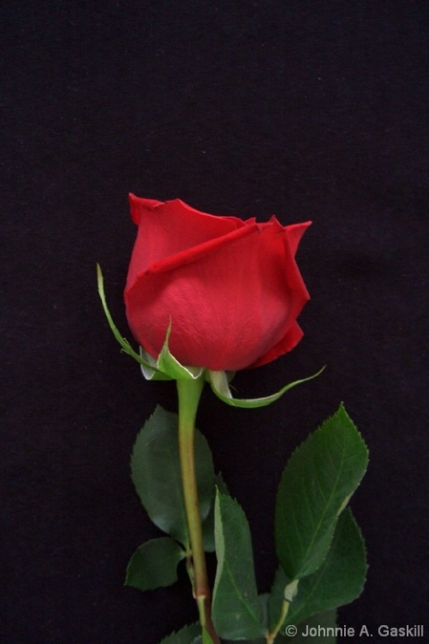 cimg1448--"Rose on Black"