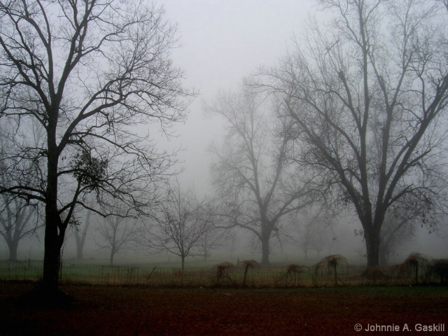 cimg5470--"Fog in the Pecan Grove"