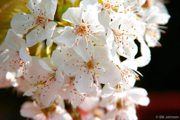 Spring Blossom