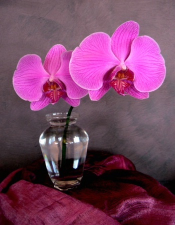Pink Orchids