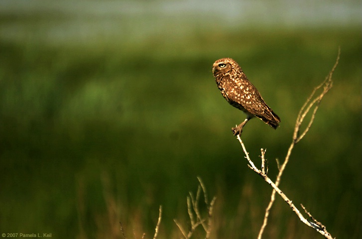 Vantage Point