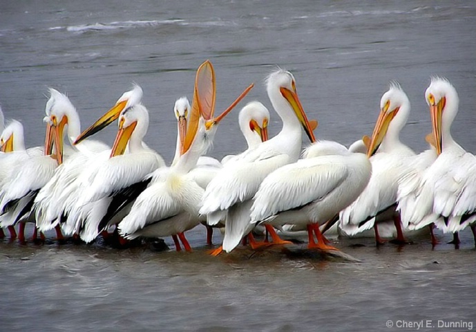 pelican