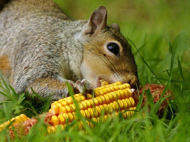 Enjoying Some Golden Kernels