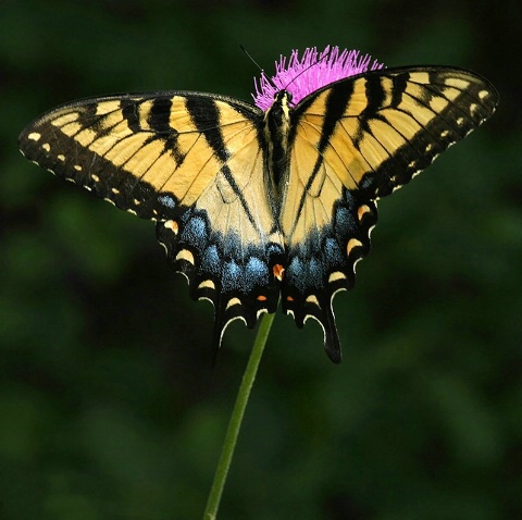 Essense of Spring - ID: 3898436 © Jeff Robinson