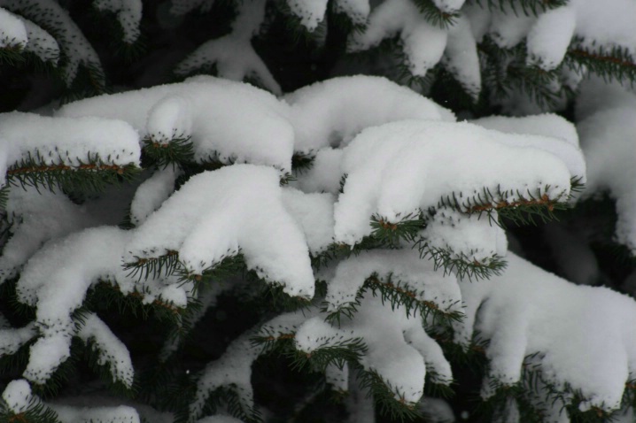 Snow Fingers - ID: 3900481 © Lisa R. Buffington