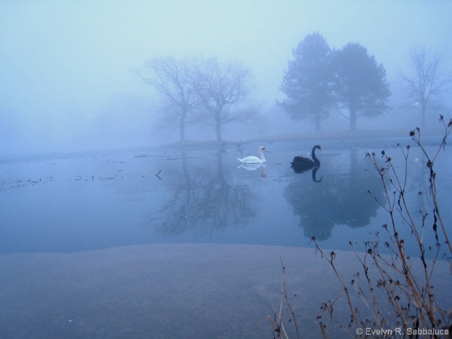 Swans on Foggy Morning