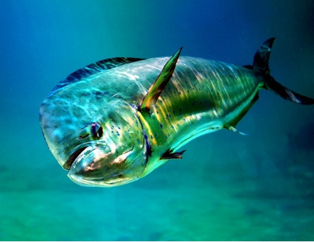 dolphinfish.