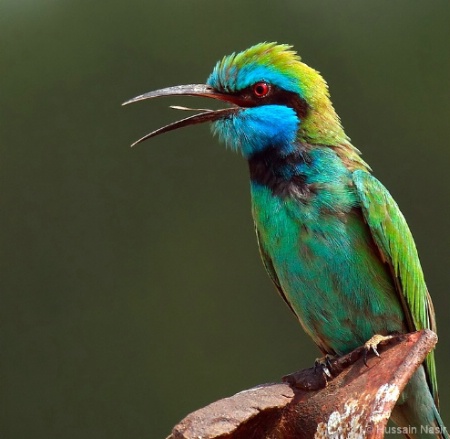 Little Green Bee-eater