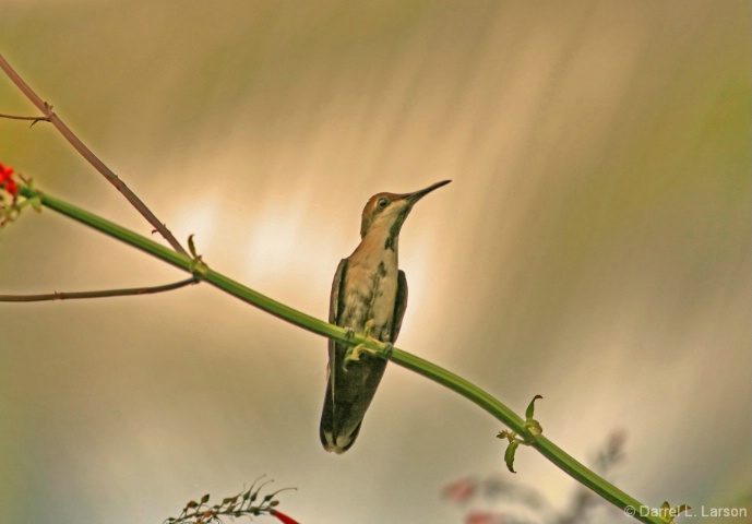 Tobago Hummingbird