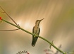 Tobago Hummingbir...