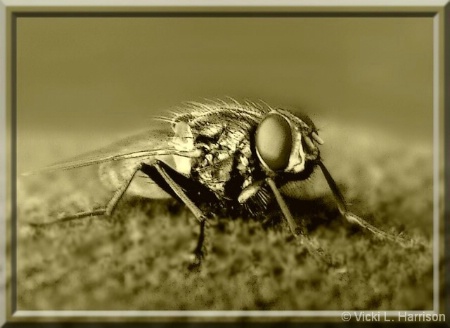 Golden Fly