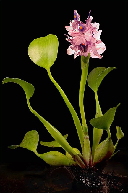 Water Hyacinth