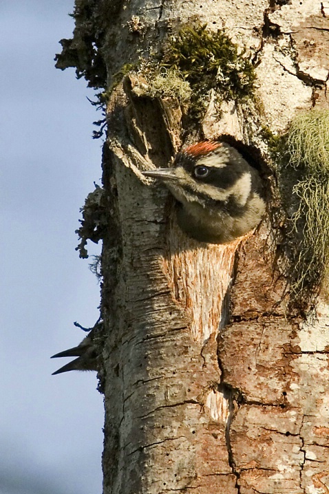 Hairy Woodpecker Chicks - ID: 3905481 © John Tubbs