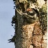 2Hairy Woodpecker Chicks - ID: 3905481 © John Tubbs