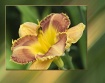 Daylily in Motion