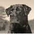© James W. Betts PhotoID # 3906950: Black Lab / Ocean City Arts 2007 Merit Award