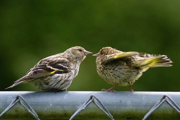 Pine Siskin With Fledgling