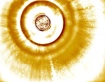 golden eye