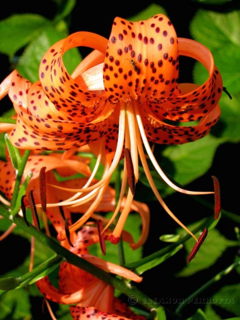 TIGER LILY