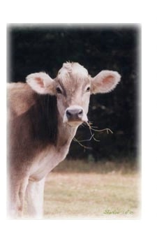 Brown Swiss