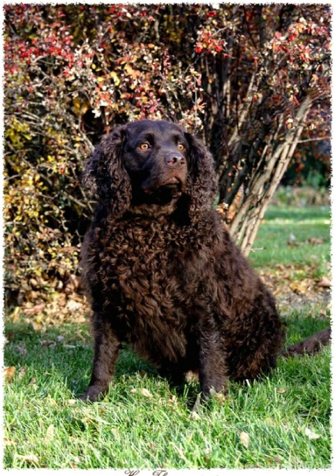 Water Spaniel Hans