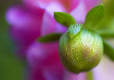 Dahlia Bud